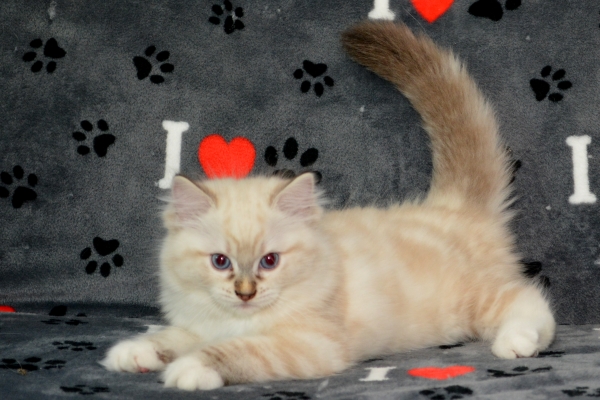 Olivia seal lynx point mitted female kitten 2